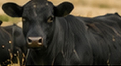 Black cattle in pasture.