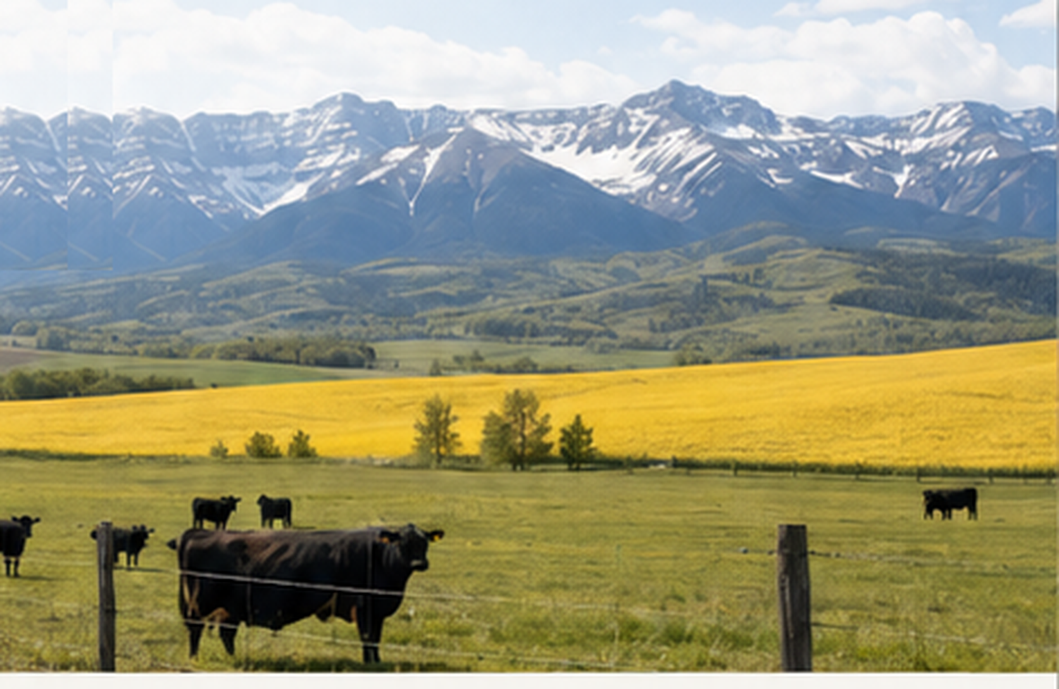 Wide southern Alberta ranch landscape with snow-capped Rocky Mountains, a golden canola field, and black cattle grazing behind a wire fence.