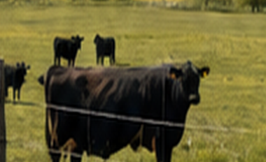 Close-up black beef cow in a green pasture.